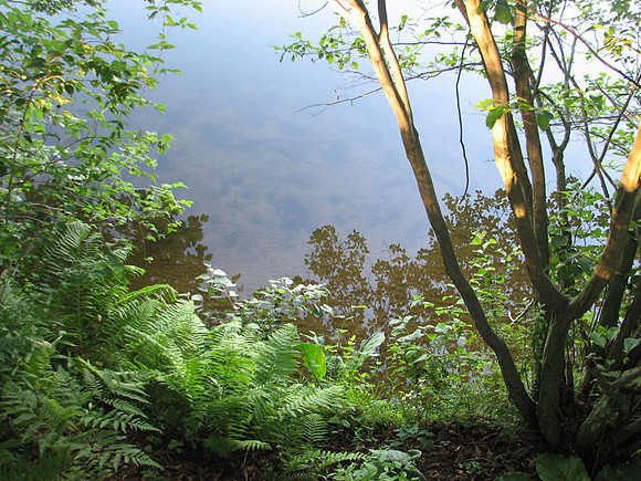 Murky water
