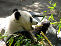 2008 San Diego Zoo