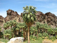 2008 Palm Canyon