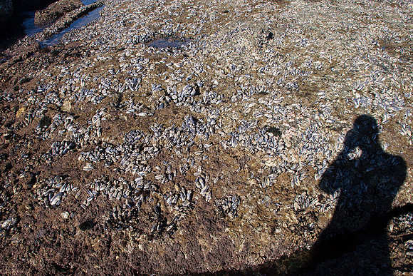 Low tide at Laguna Beach