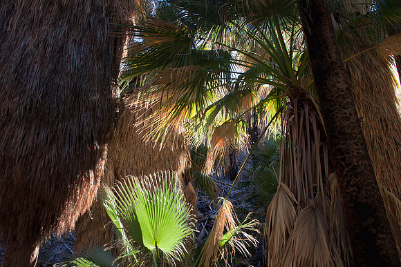 Palm Canyon at Agua Caliente