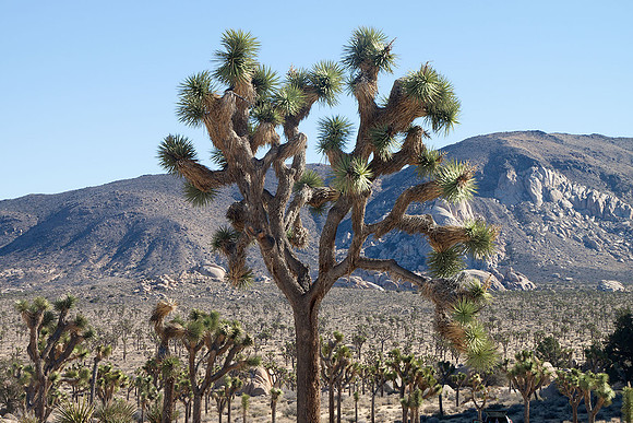 Joshua Tree National Park