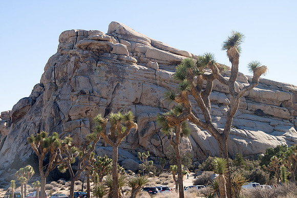 Joshua Tree National Park
