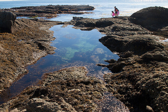 Laguna Beach tide pools