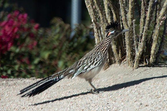 Roadrunner in Palm Desert