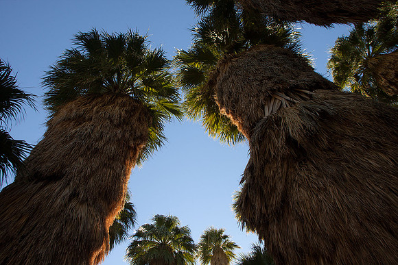 Palm Canyon at Agua Caliente