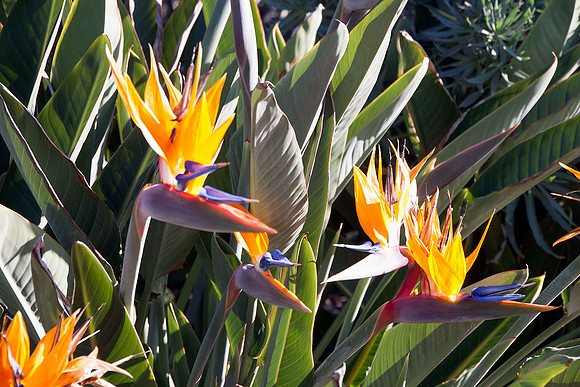 Birds of Paradise at Laguna Beach