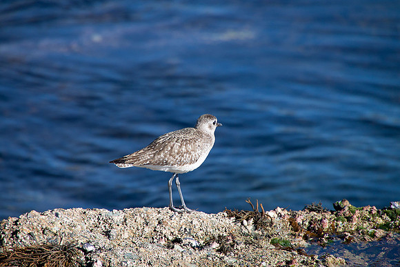 Laguna Beach