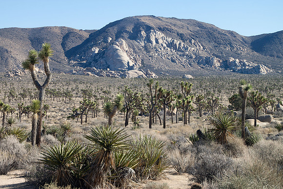 Joshua Tree National Park