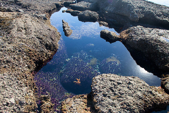 Laguna Beach tide pools