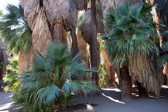 Palm Canyon at Agua Caliente