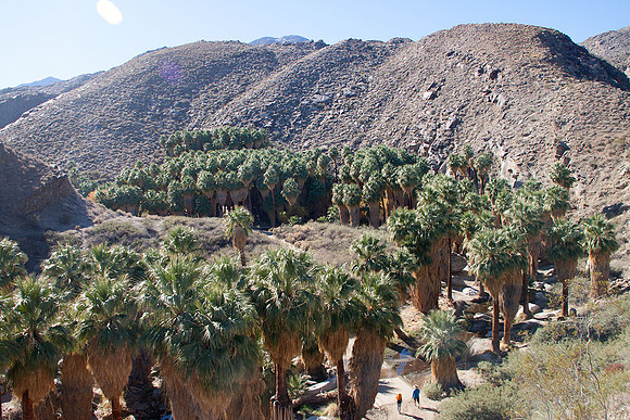 Palm Canyon at Agua Caliente