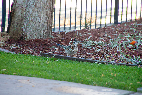 Roadrunner in La Quinta