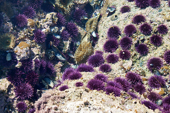 Sea urchins at Laguna Beach tide pools