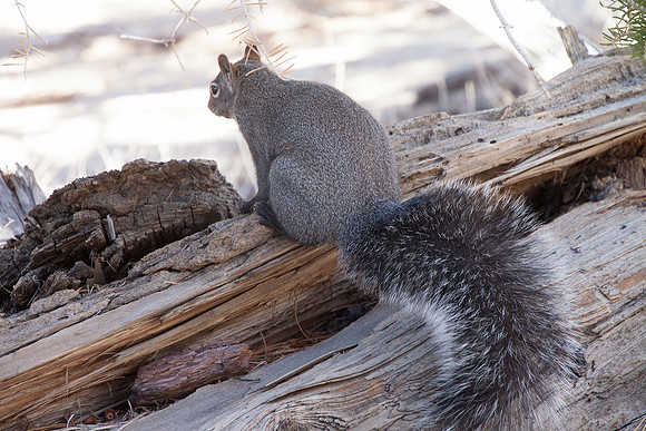 Gray Squirrel
