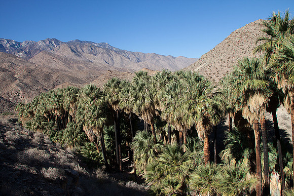 Palm Canyon at Agua Caliente