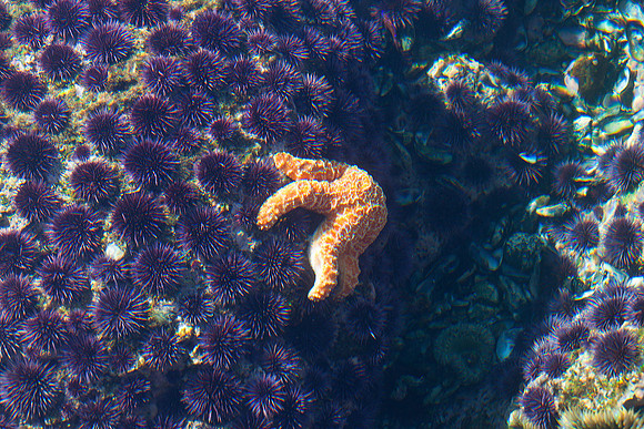 Sea star and sea urchins at Laguna Beach tide pools
