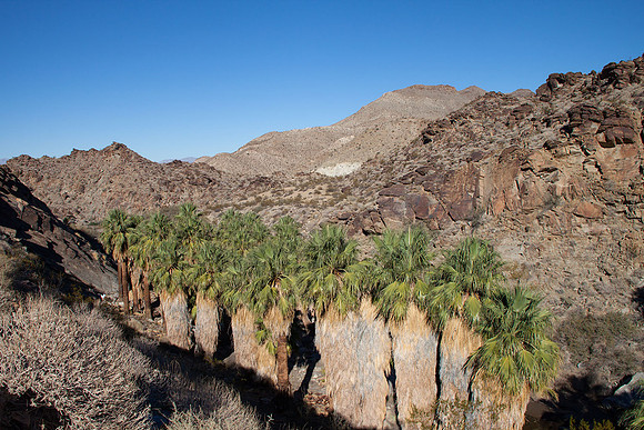 Palm Canyon at Agua Caliente