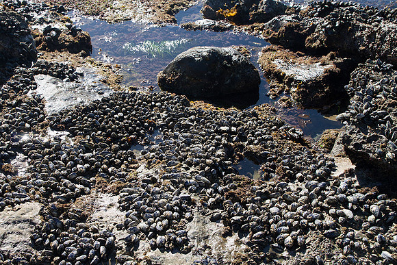 Laguna Beach tide pools