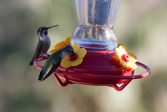 Hummingbirds