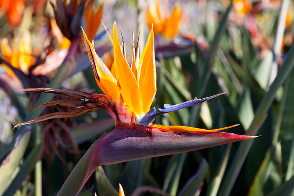 Birds of Paradise at Laguna Beach