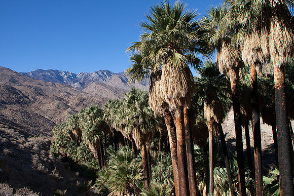 Palm Canyon at Agua Caliente
