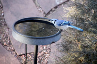 Bluejays & Rednecks