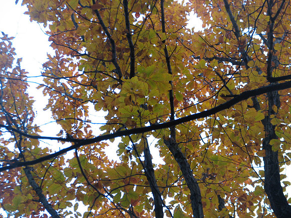 Leaves above