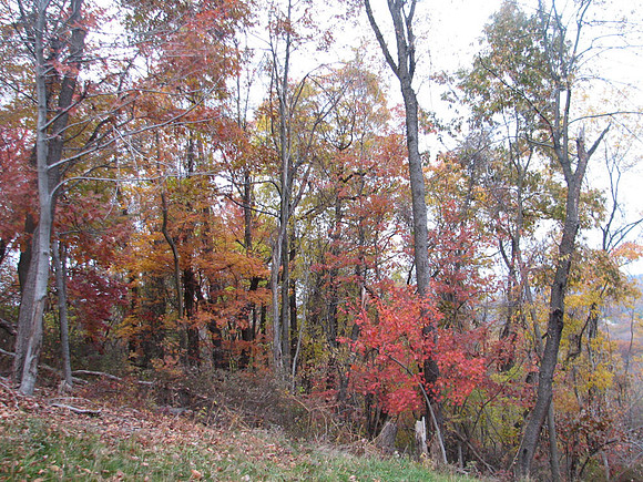 More colors