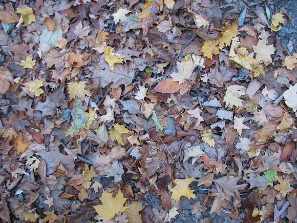 Leaves below