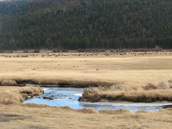 Giant herd of elk!