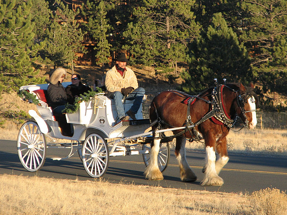 Horse & Carriage