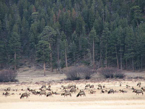 Closer shot of elk herd