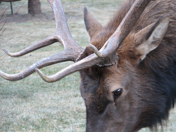 Elk Closeup