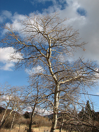 Aspen tree