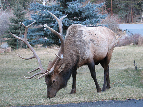 Elk in Estes Park