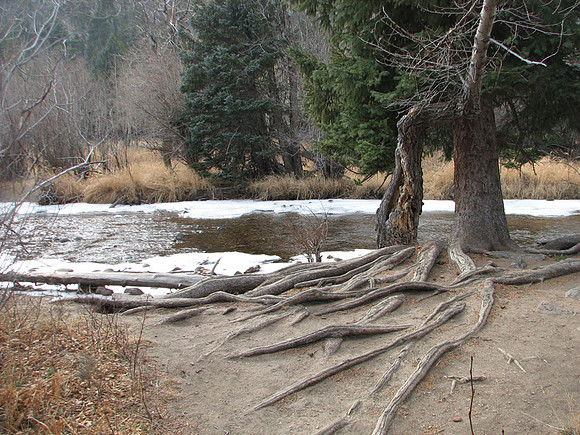 Roots