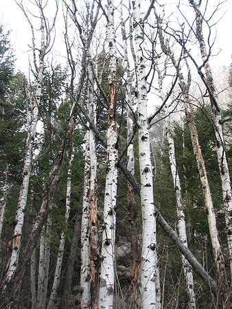 Aspen grove