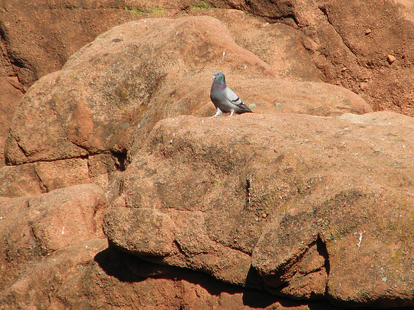 Rock Pigeon