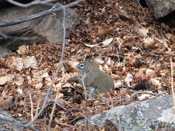 Frisky squirrel