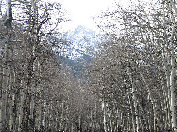 Aspen and mountains