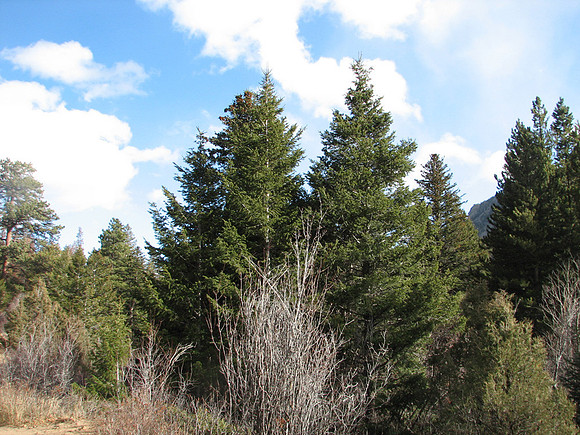 Trees & sky
