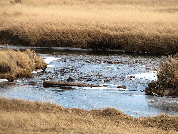 Pretty stream through golden grass