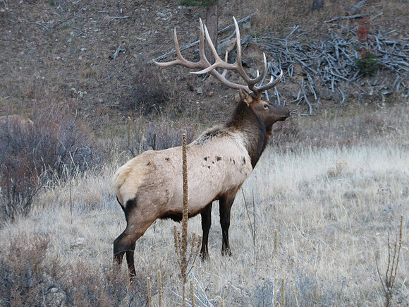 Elk