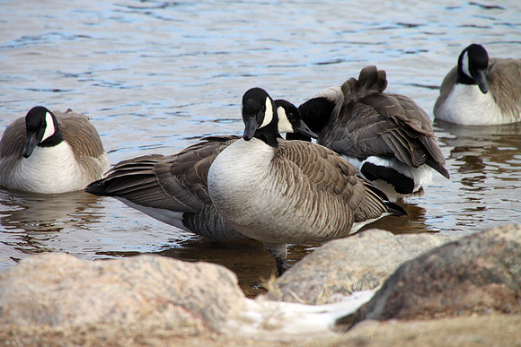 Geese Closeup
