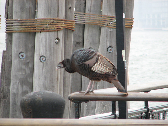 Wild turkey