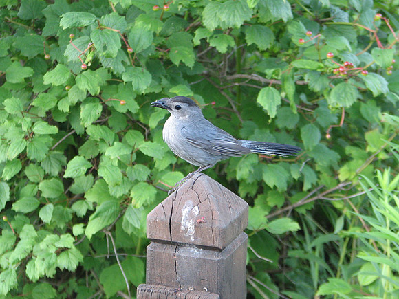 Bird