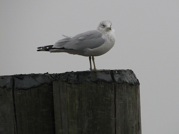Seagull