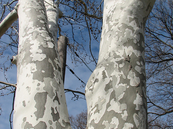 Camouflage trees