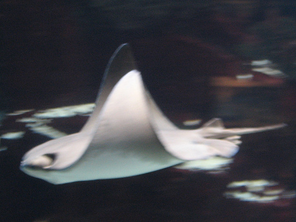 Ray